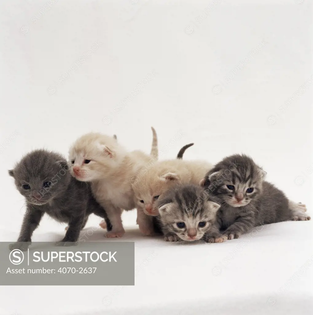 Domestic cat (Felis catus) five 3-week-old kittens