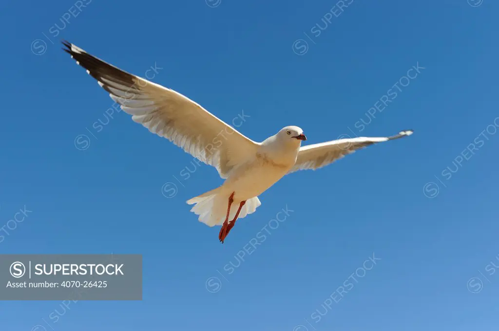 Silver gull (Chroicocephalus novaehollandiae) in flight, Western Australia