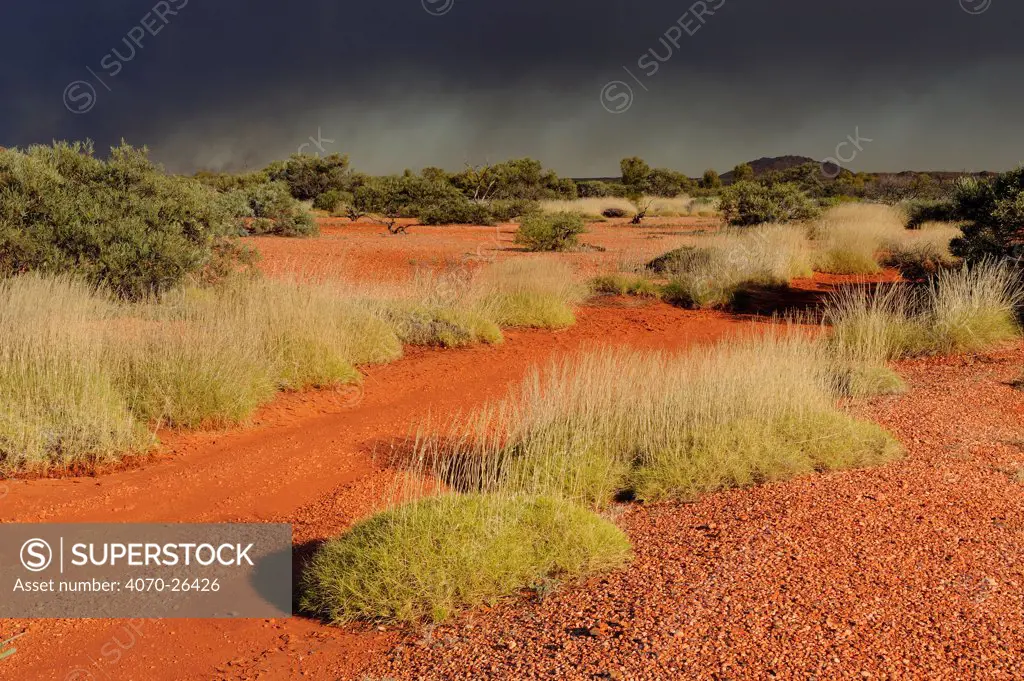 Spinifex grass, covering the red stone ground of the Pilbara region, under a stormy sky. Western Australia. August 2009