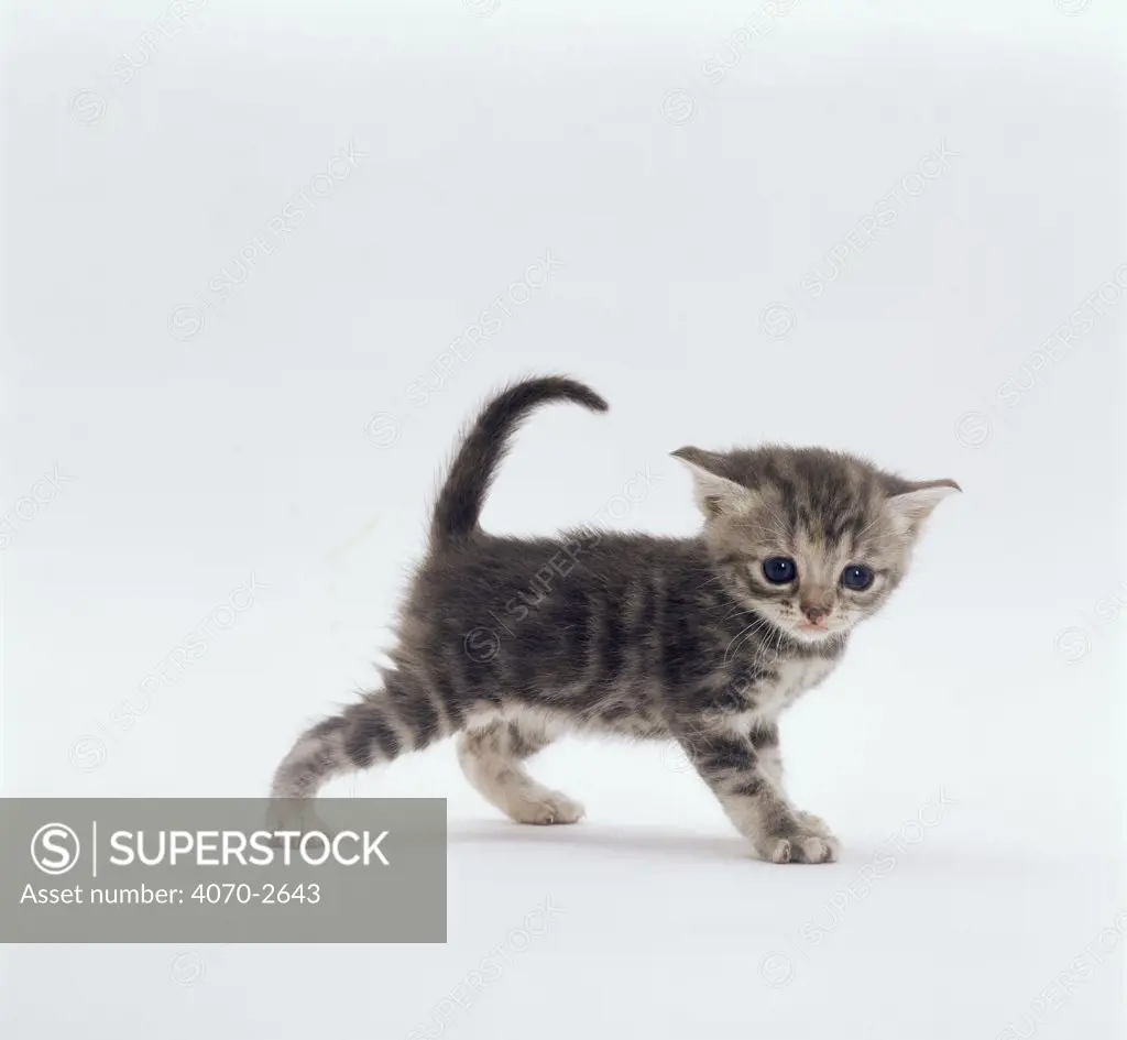 Domestic cat (Felis catus) 4-week-old kitten
