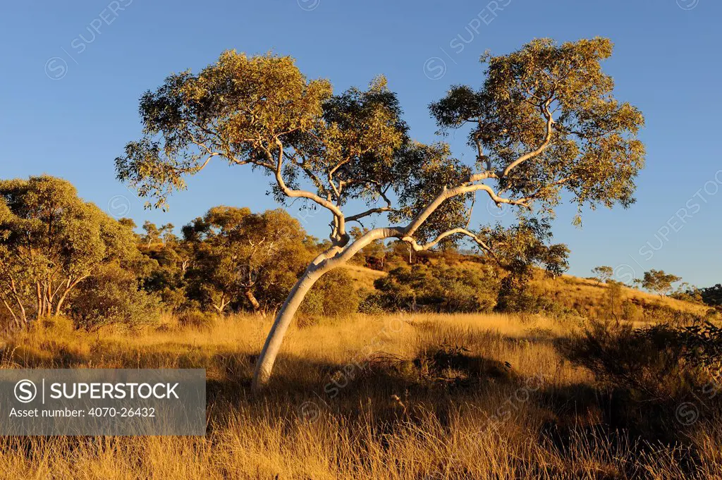 Snappy Gum trees (Eucalyptus leucophloia) Karijini National Park, Pilbara, Western Australia. August 2009