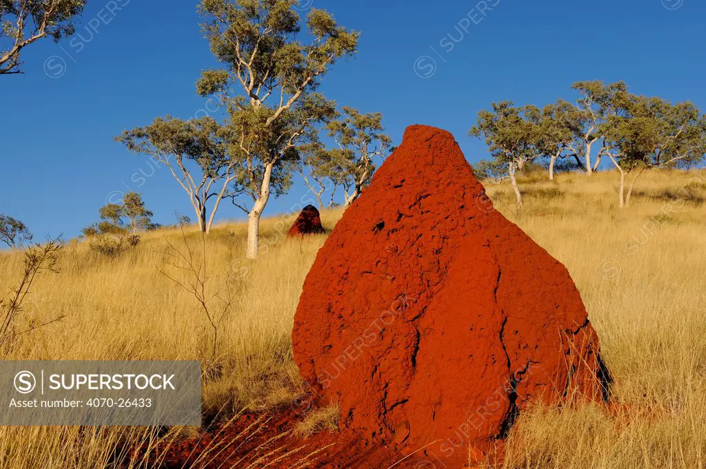 Termite mount in savanna habitat, Karijini National Park, Pilbara, Western Australia. August 2009