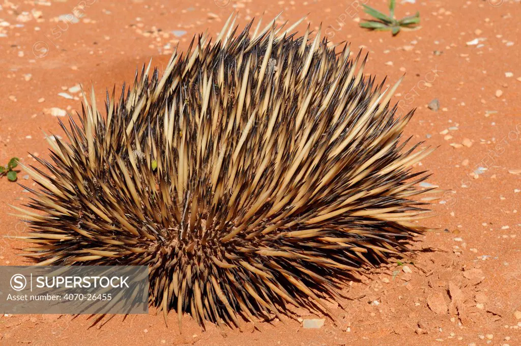 Short Beaked Enchidna (Tchyglossus aculeatus) curled up in defensive posture, Francis Peron National Park, Western Australia