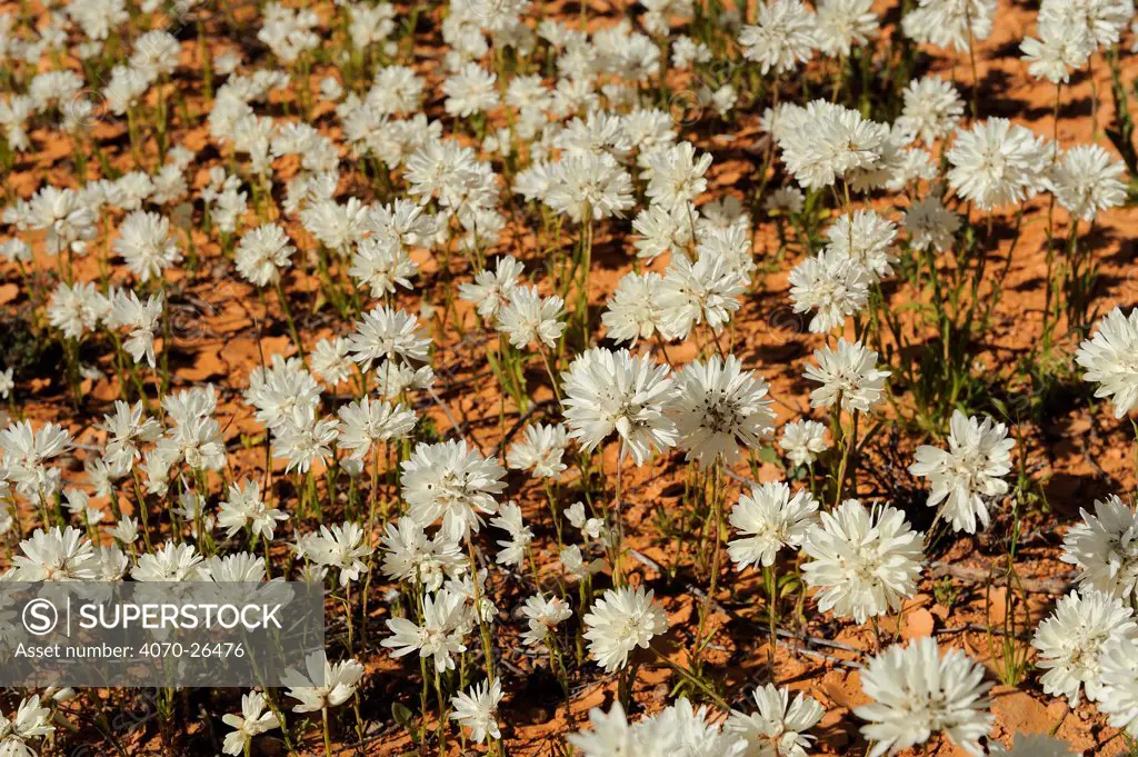 Close up of Pompom head wildflowers (Cephalipterum drummondii) flowering in dry semi-desert, Murchison valley, Western valley, Australia. August 2009