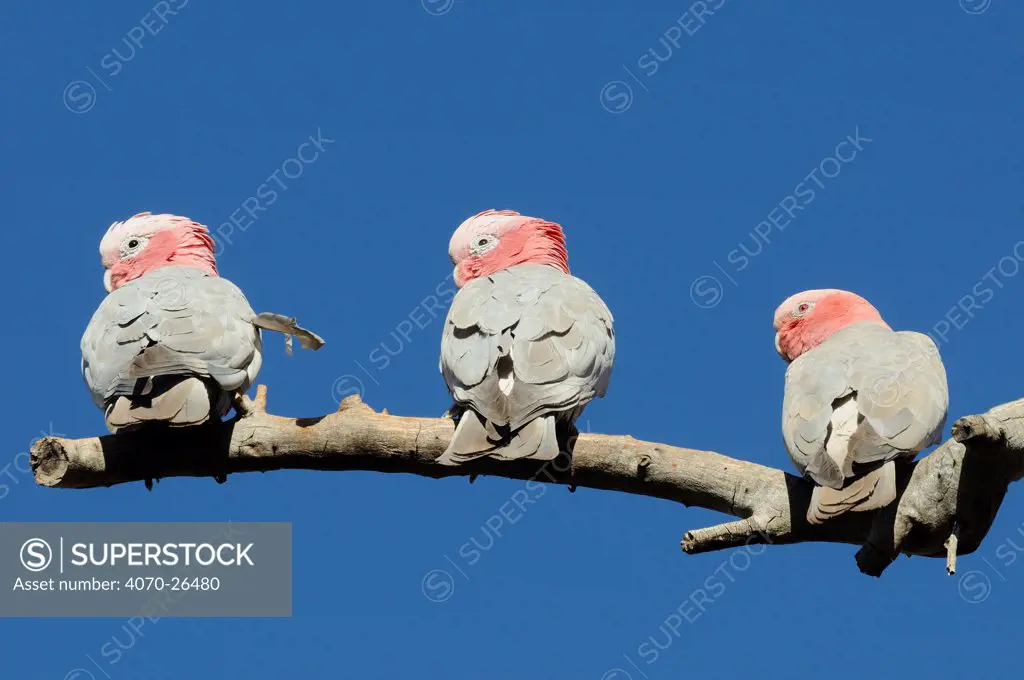 Three Rose breasted / Galah Cockatoos (Eolophus roseicapilla) perched on branch, rear view. Pilbara region, Western Australia