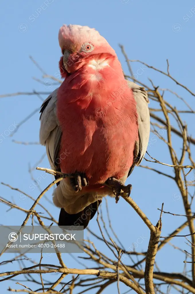 Rose breasted / Galah Cockatoo (Eolophus roseicapilla) perched in tree top, with crest lowered, Pilbara region, Western Australia
