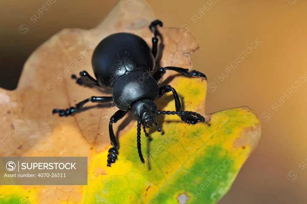 Bloody-nosed beetle / Blood spewer / Blood spewing beetle (Timarcha tenebricosa) on leaf, La Brenne, France, September