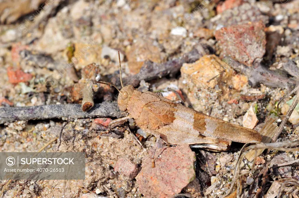 Blue-winged grasshopper (Oedipoda caerulescens) camouflaged in arid environment, La Brenne, France