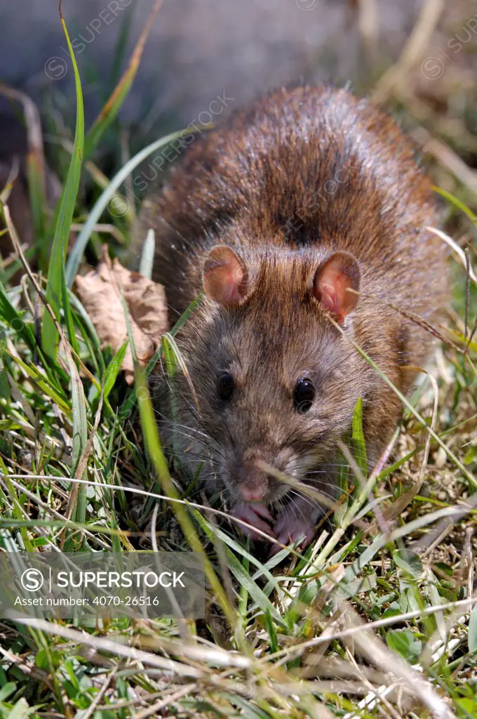 Brown rat (Rattus norvegicus) in grassland, France