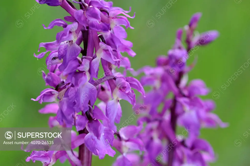 Early purple orchid flowers (Orchis mascula), Belgium, May