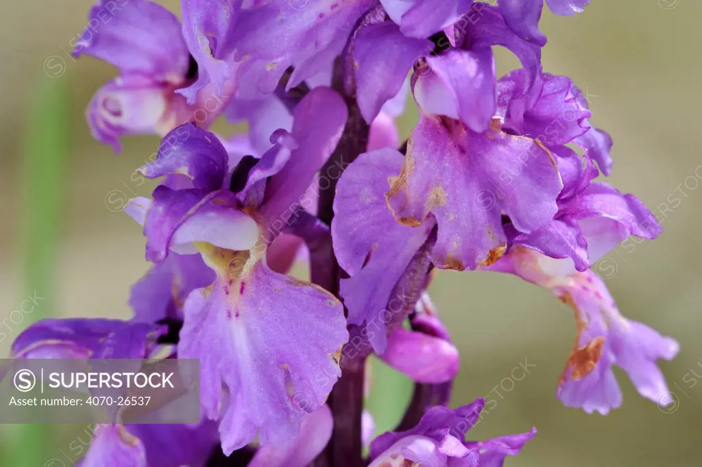 Early purple orchid flowers (Orchis mascula) close-up, Belgium, May