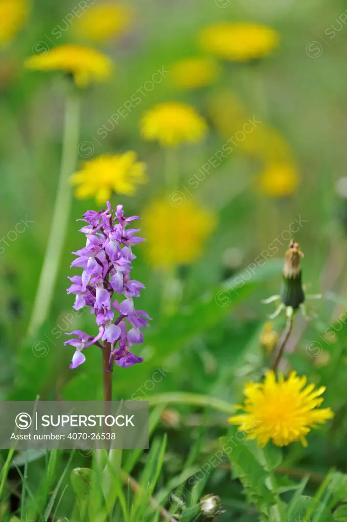 Early purple orchid (Orchis mascula) and Common dandelion (Taraxacum officinale) flowers in meadow, Belgium, May