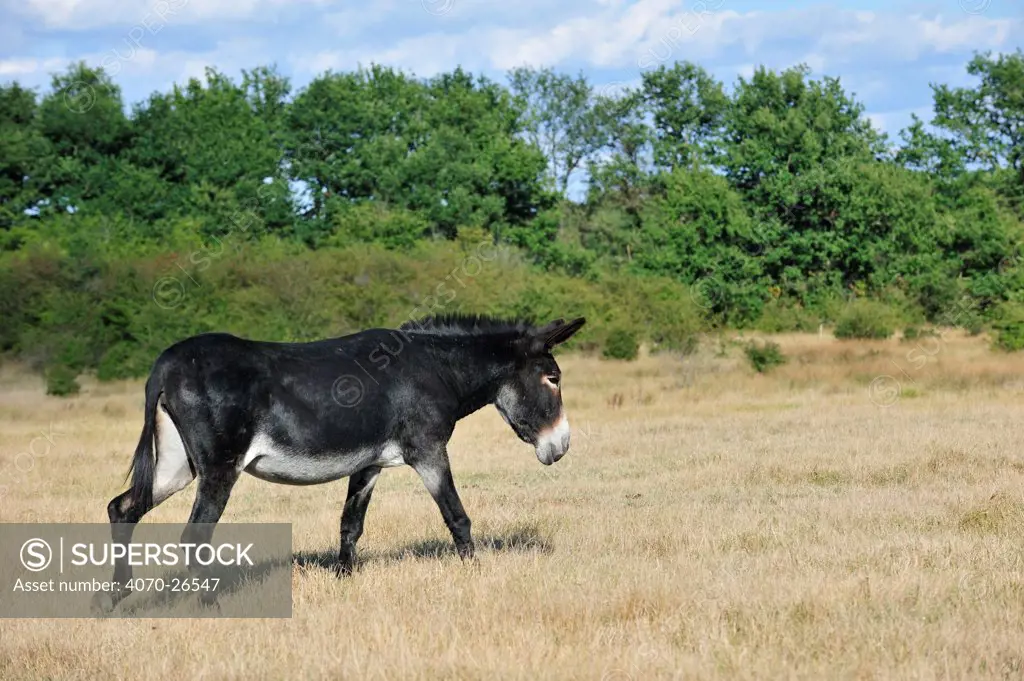 Grand Noir du Berry donkey (Equus asinus) in field, La Brenne, France