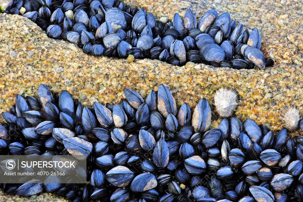 Bed of exposed Common / Blue mussels (Mytilus edulis) on rock at low tide, Brittany, France