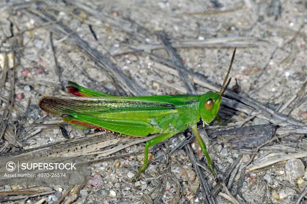 Band winged grasshopper (Paracinema tricolor) on the ground, La Brenne, France