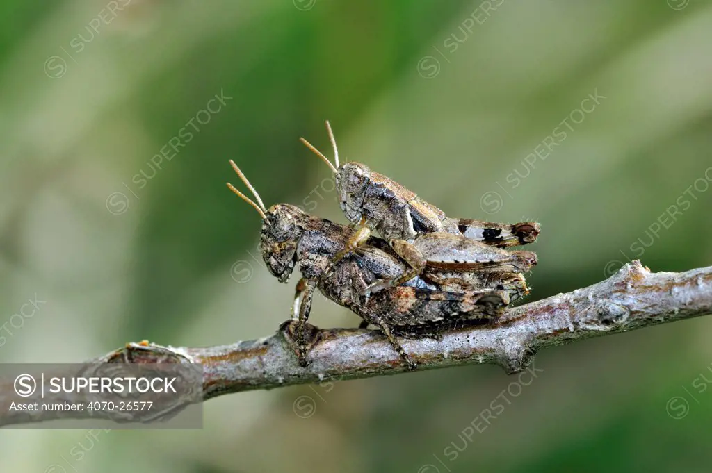 Spurthroated grasshopper (Pezotettix giornae) pair mating, La Brenne, France