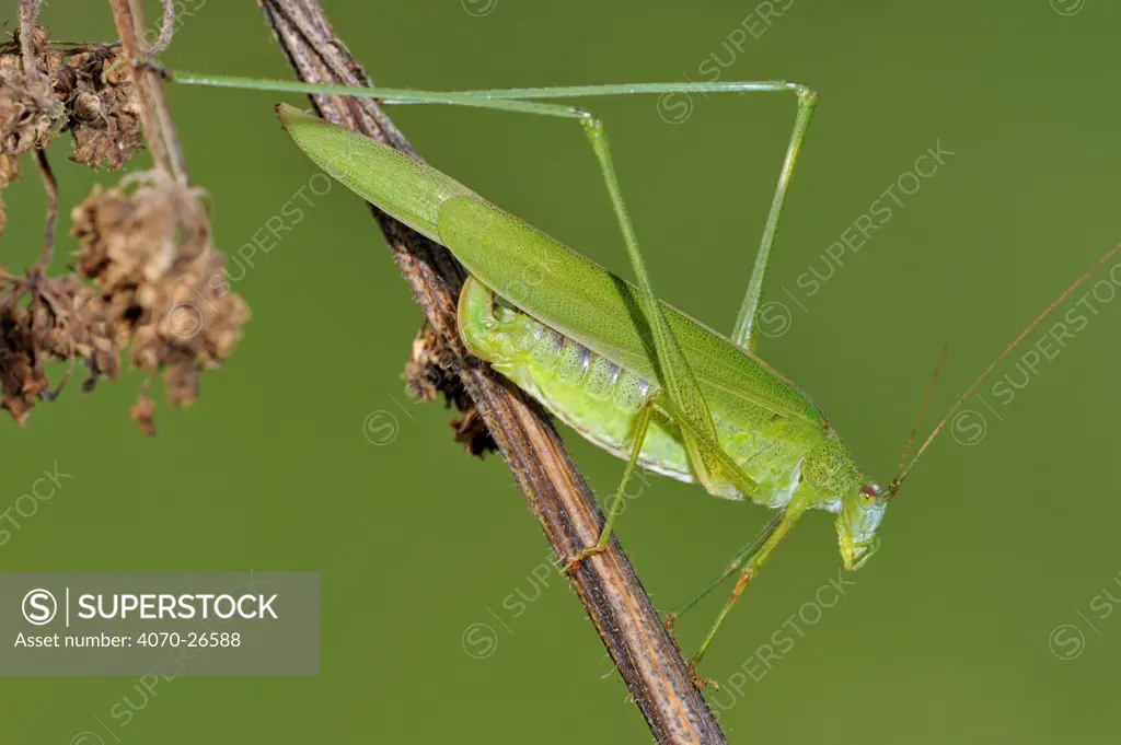 Sickle-bearing bush-cricket (Phaneroptera falcata), Belgium