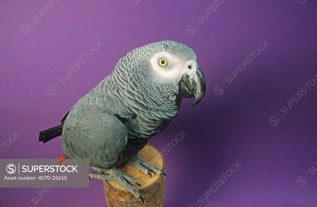 African grey parrot (Psittacus erithacus) captive,  Endangered species