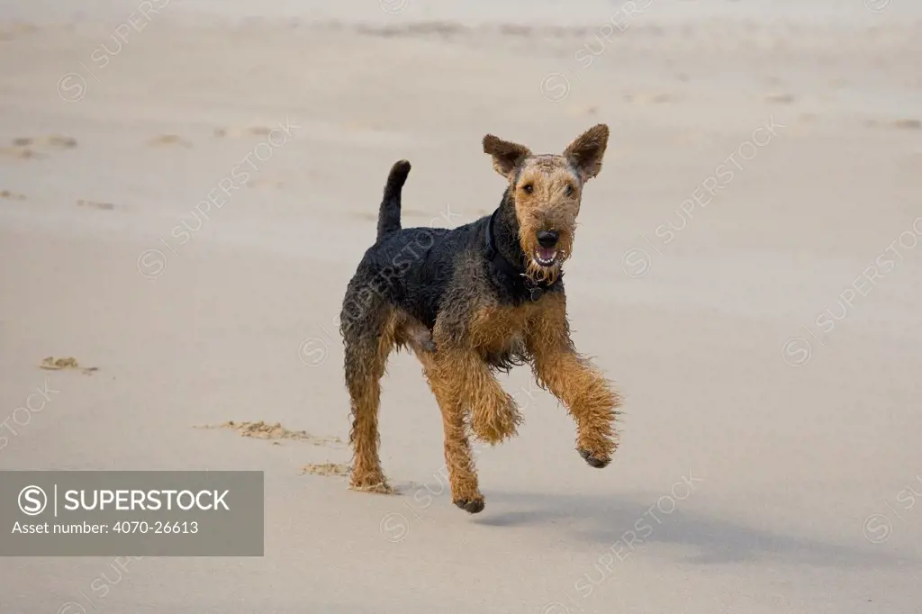 Airedale Terrier running along beach, UK