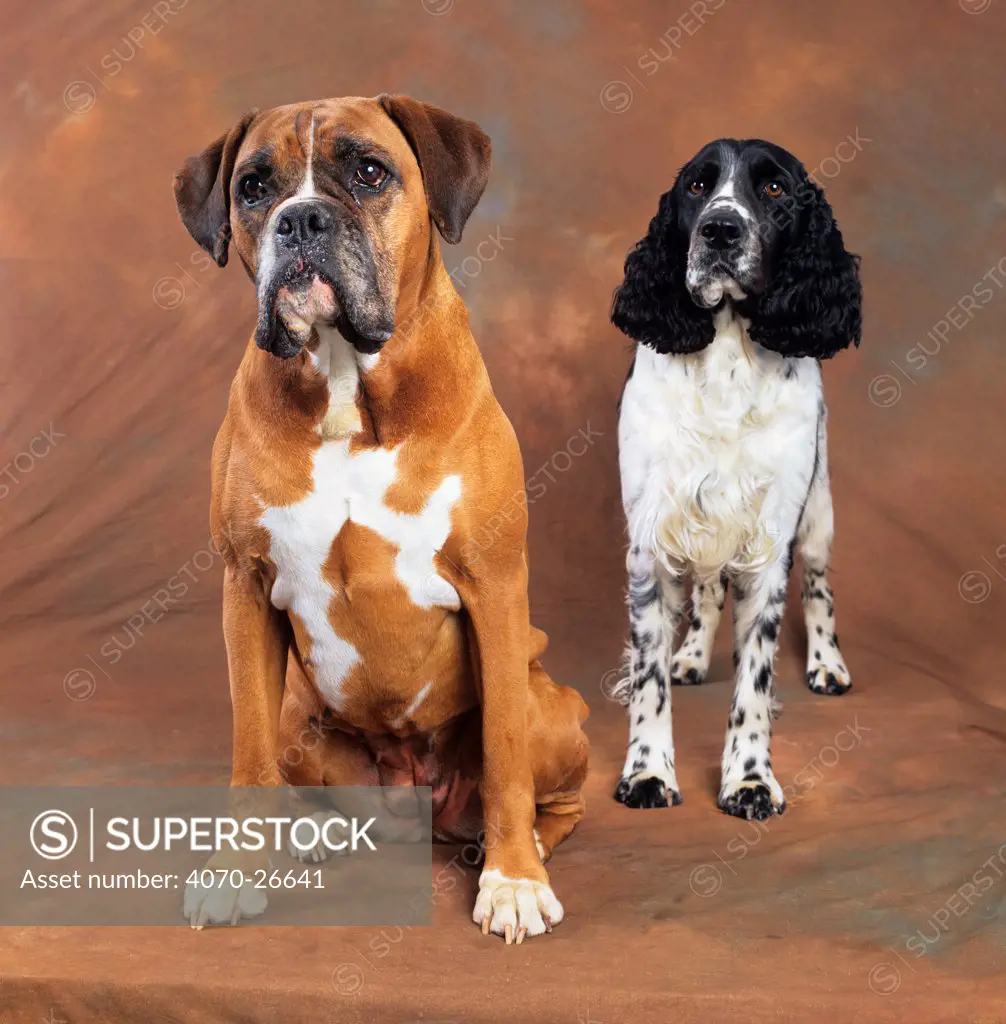 Boxer and Springer spaniel, studio portrait