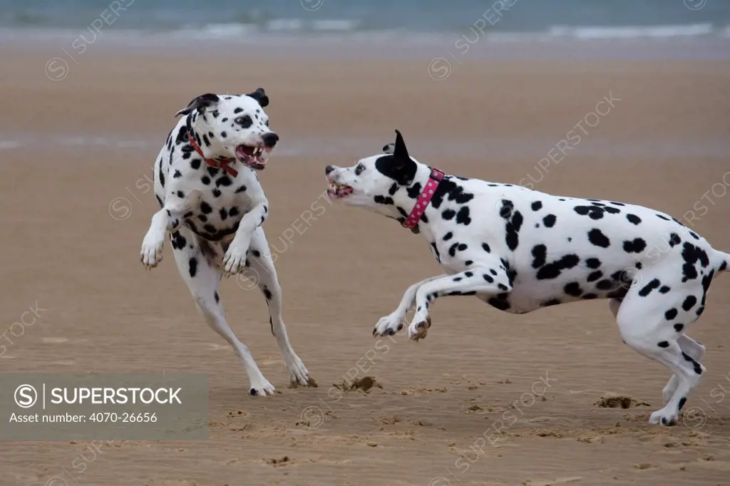 Dalmation dogs playing on beach, Norfolk, UK, August