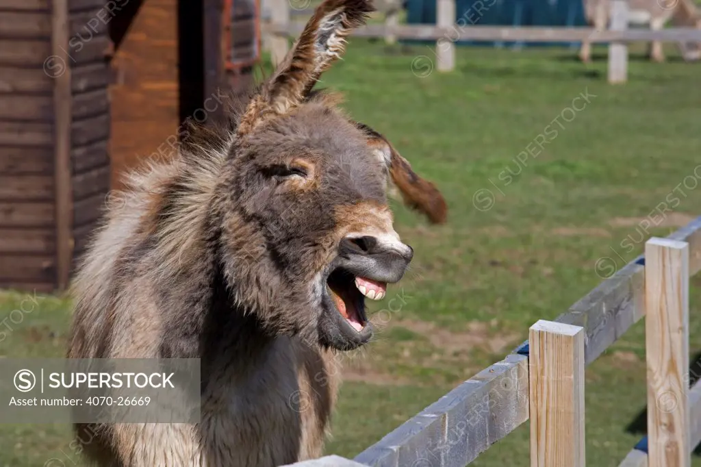 Domestic donkey (Equus asinus) yawning, Norfolk, UK