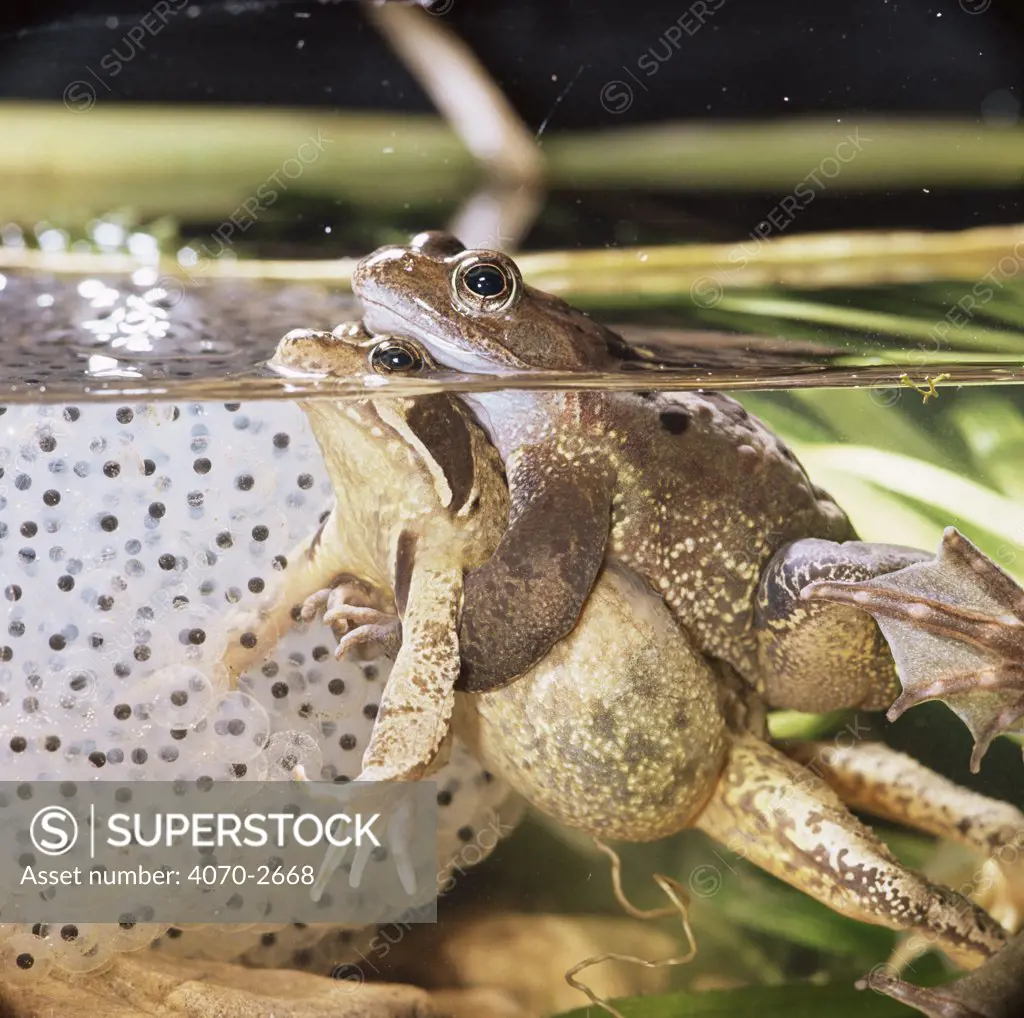 Common Frogs (Rana temporaria) in amplexus prior to spawning beside spawn laid by another pair.