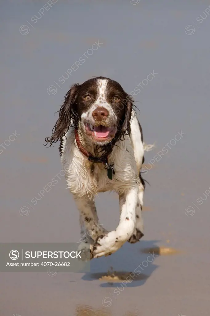 English Springer spaniel running over beach at low tide, August, UK