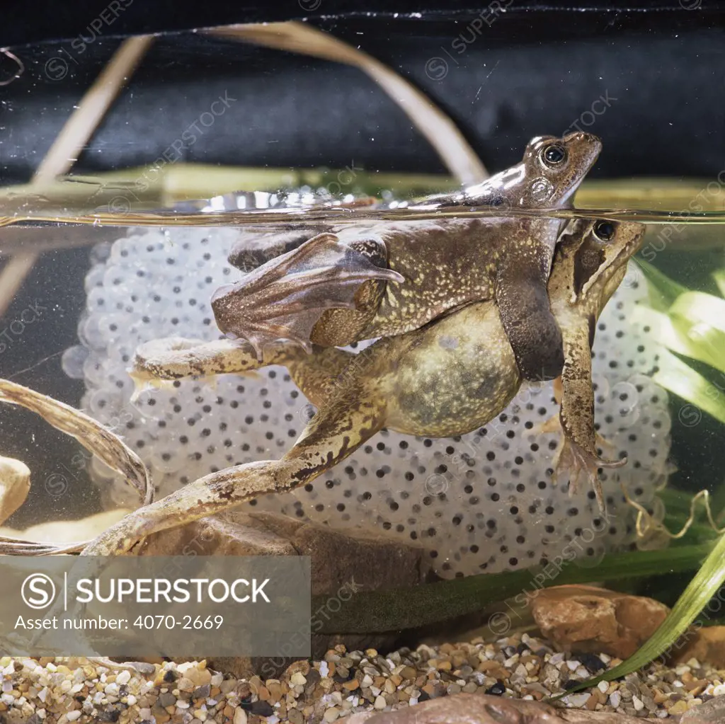 Common Frogs (Rana temporaria) in amplexus prior to spawning beside spawn laid by another pair.
