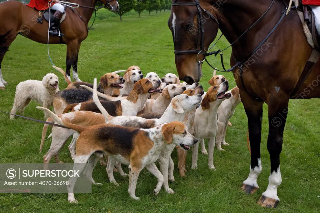 Pack of Foxhounds with huntsmen from the Craven Hunt, UK, May 2006