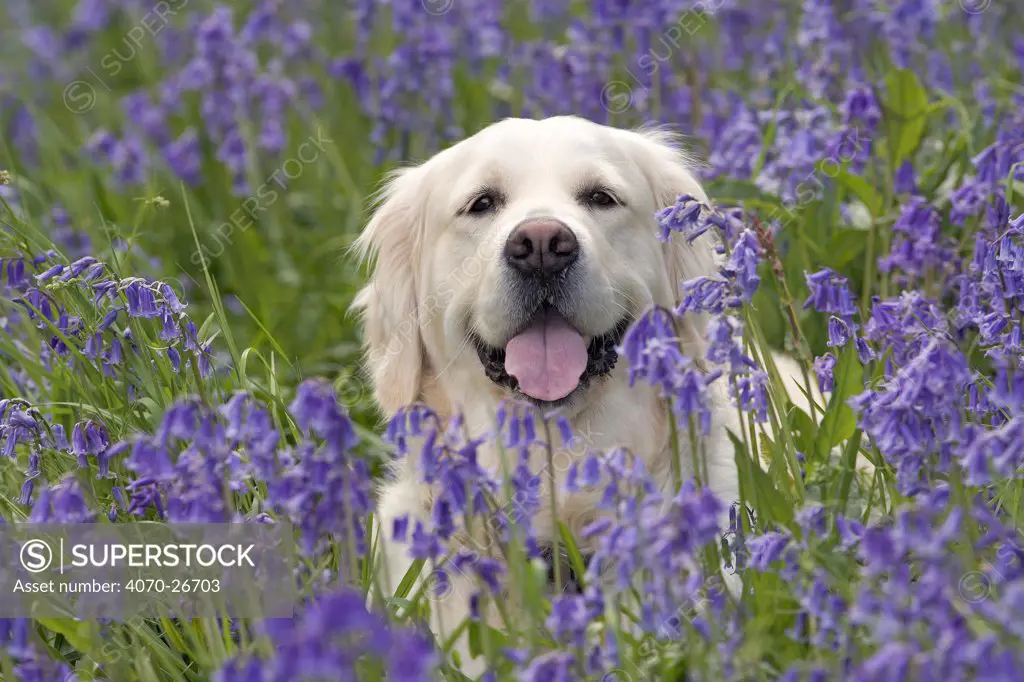 Domestic dog, Golden retriever amongst Bluebell flowers, UK, May