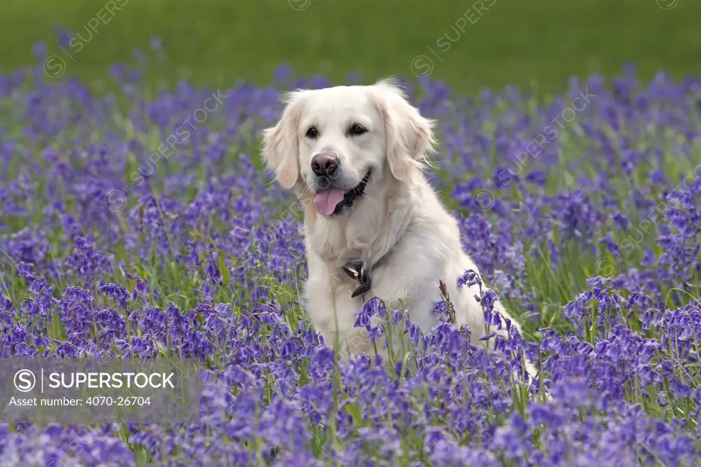 Domestic dog, Golden retriever amongst Bluebell flowers, UK, May