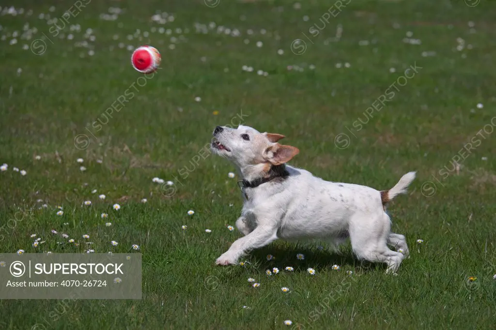 Jack Russell terrier playing in garden with ball, UK
