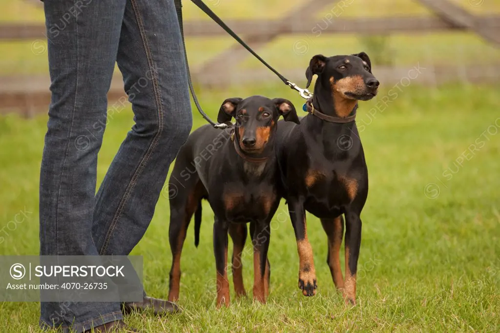 Manchester Terriers at Dog Show, UK, July 2009