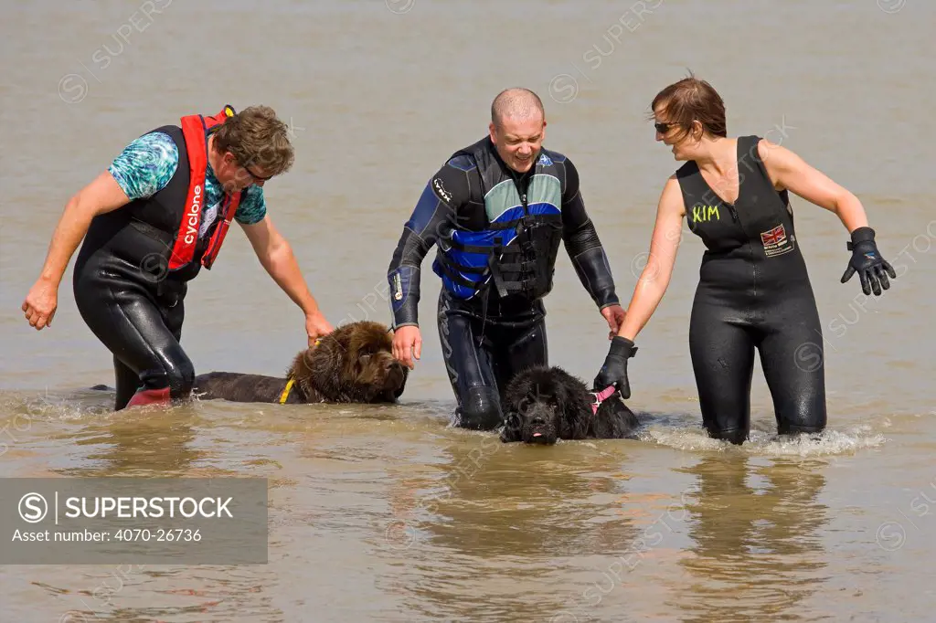 Newfoundland dogs being taken for a swim in the sea, Cromer, Norfolk, UK, August 2008