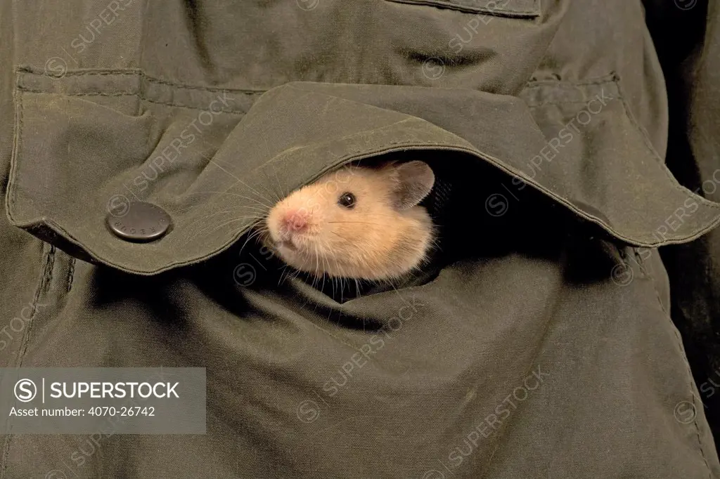 Pet domestic hamster (Mesocritecus auratus) peering out from coat pocket, UK
