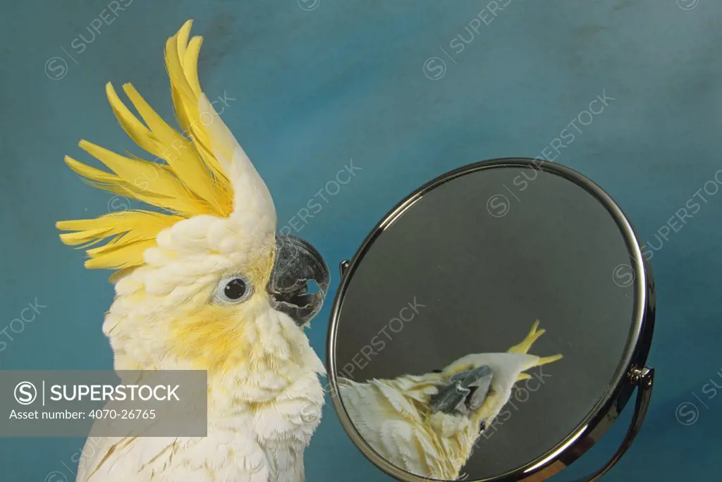 Pet Sulphur crested cockatoo (Cacatua galerita) looking at itself in mirror with crest raised, UK