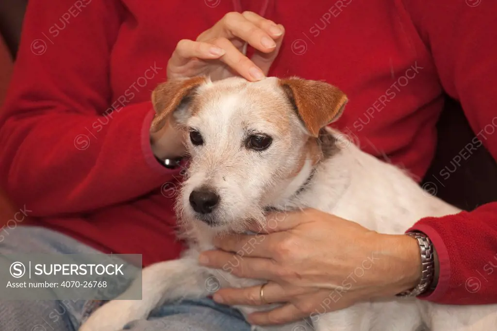 Jack Russell terrier relaxing at home with owner