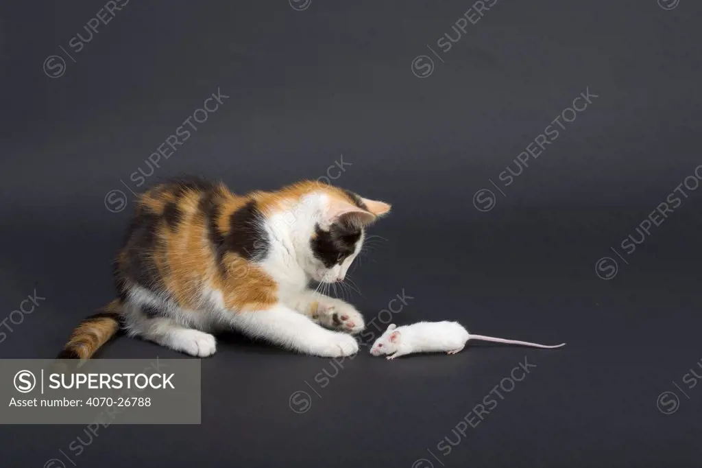 Domestic cat, tortoiseshell kitten playing with white mouse