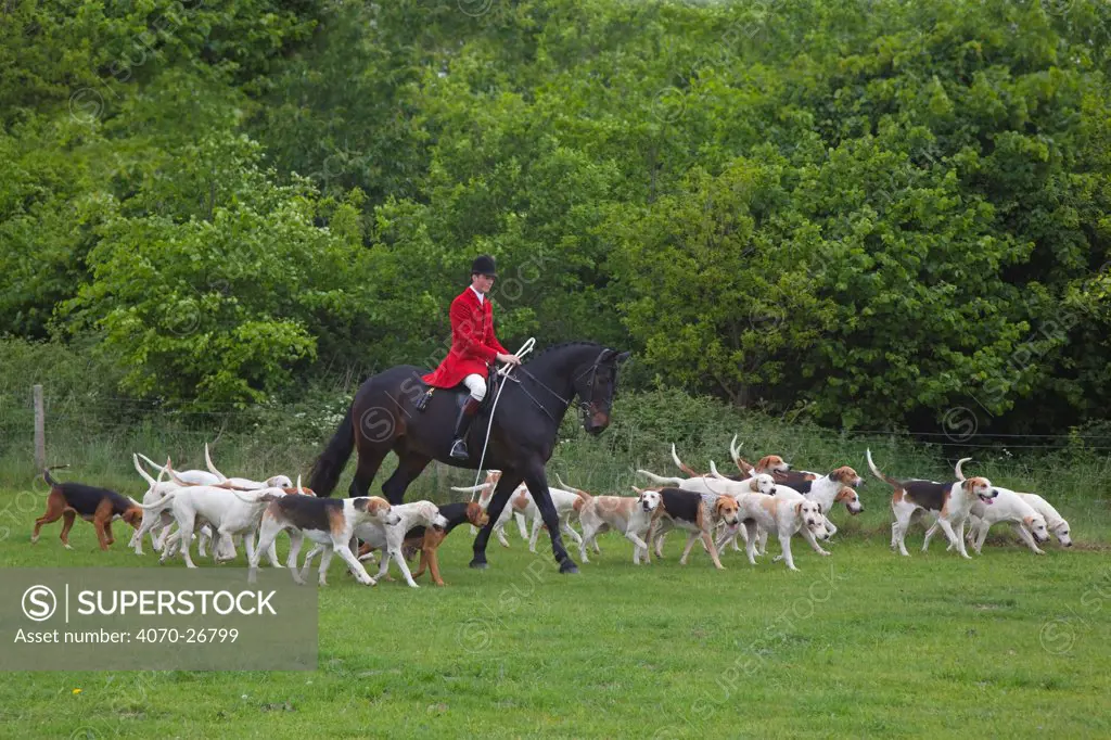 Domestic dog, Fox Hounds and huntsman of the West Norfolk Hunt, Norfolk, UK, May 2009
