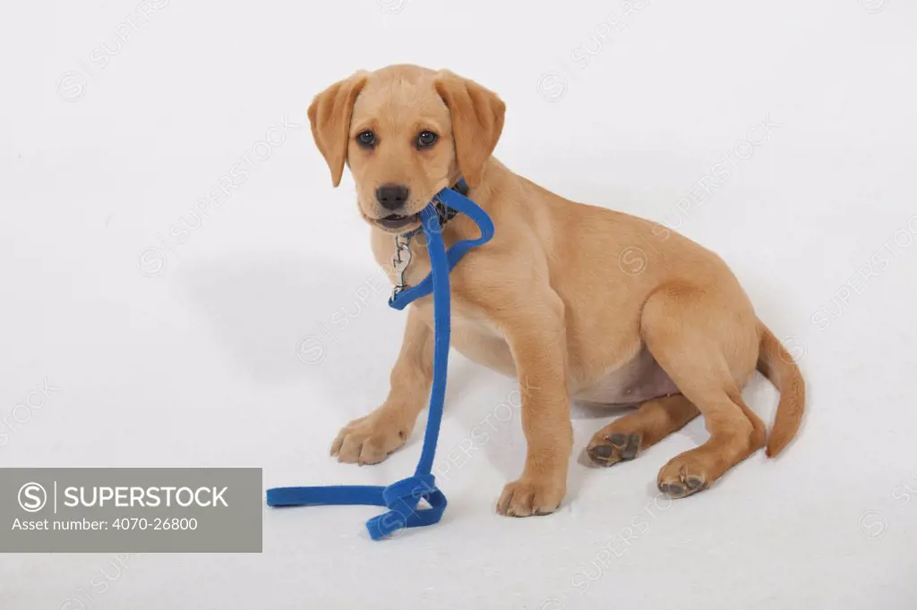 Yellow Labrador puppy playing with blue leash