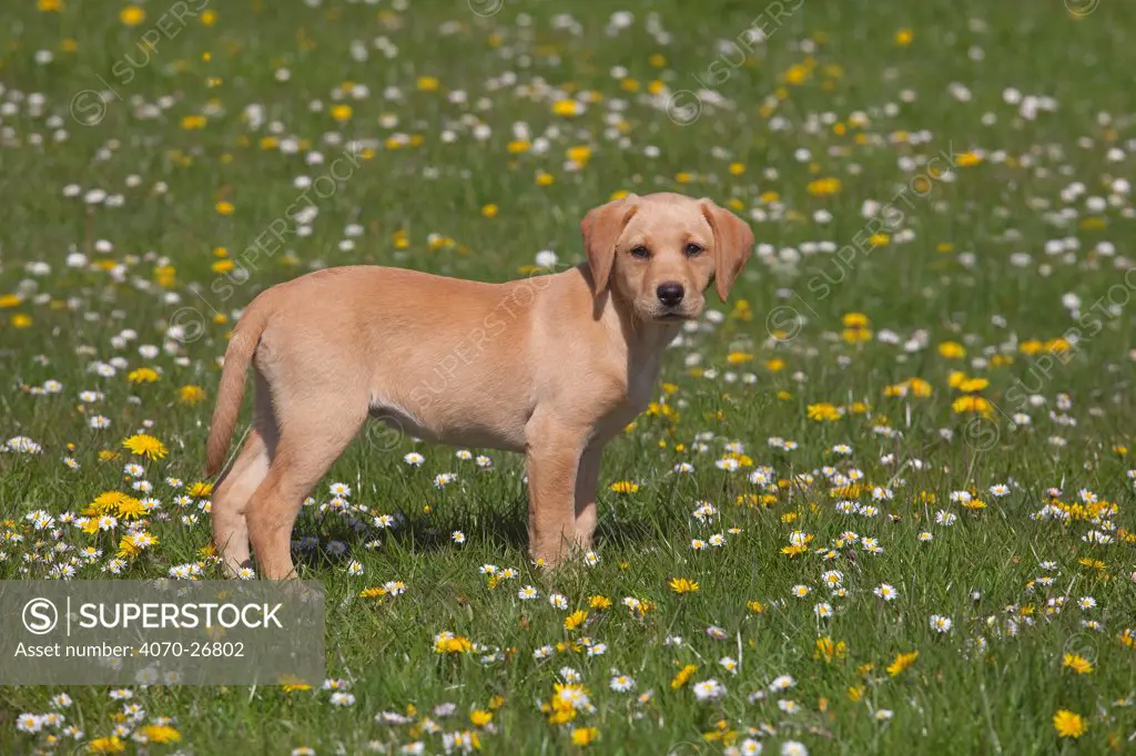 Yellow Labrador puppy in garden, UK, April