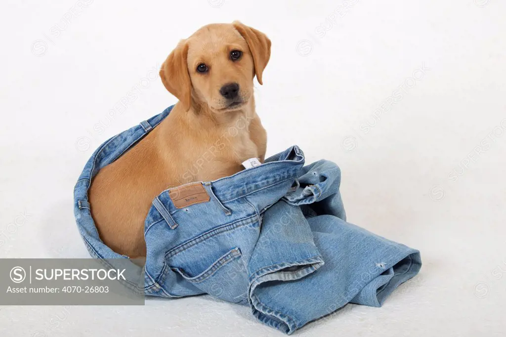 Yellow Labrador puppy playing with a pair of old jeans