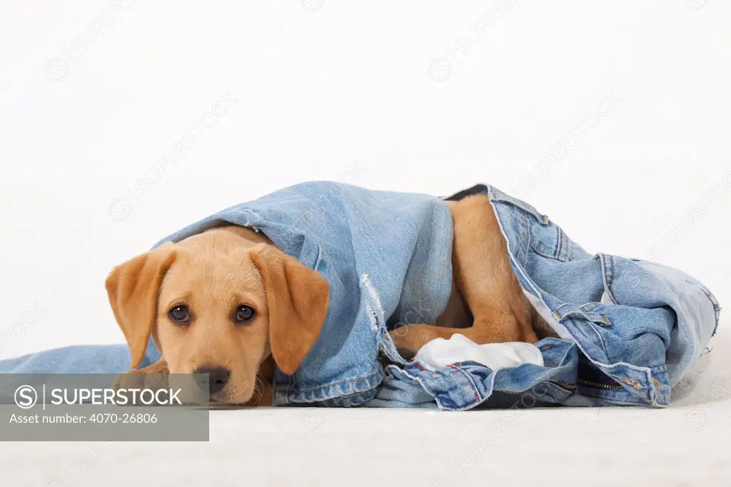 Yellow Labrador retriever puppy playing with a pair of old jeans