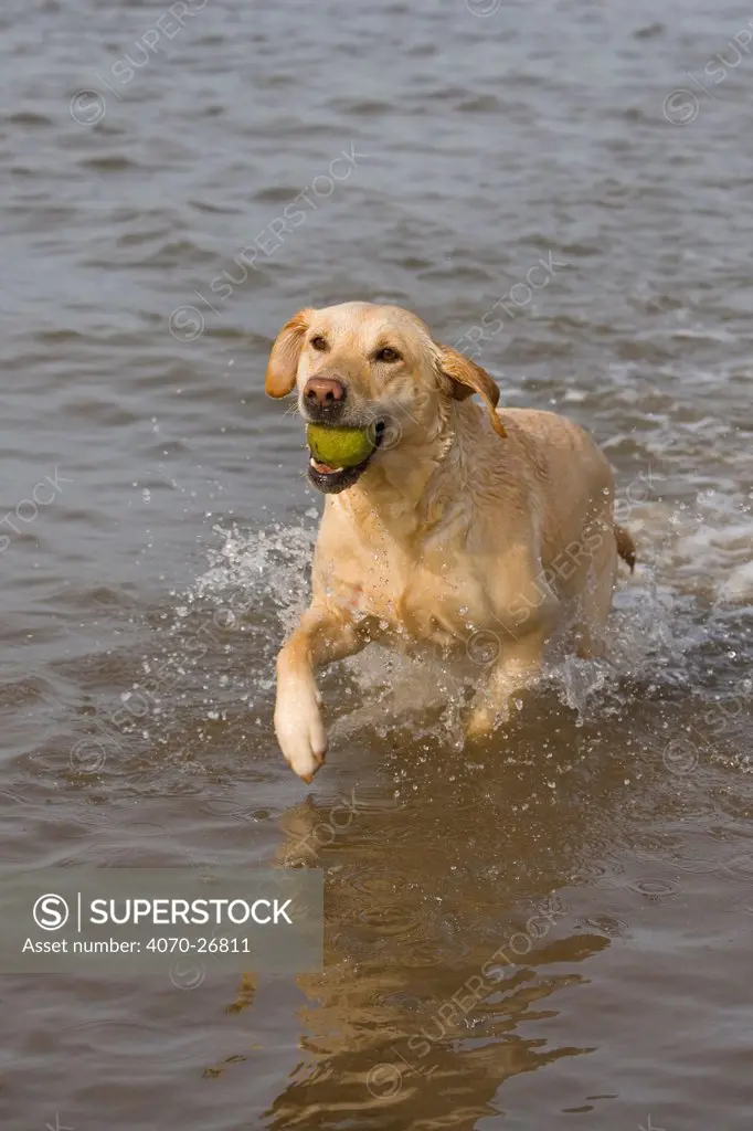 Yellow Labrador retriever fetching ball from sea water, Norfolk, UK, March