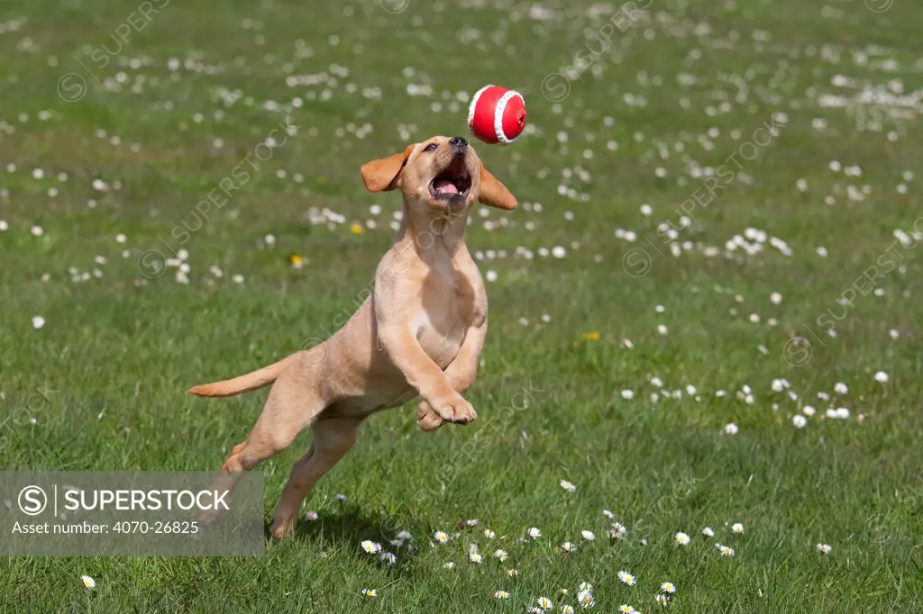 Yellow Labrador retriever puppy, playing with ball in garden, Norfolk, UK