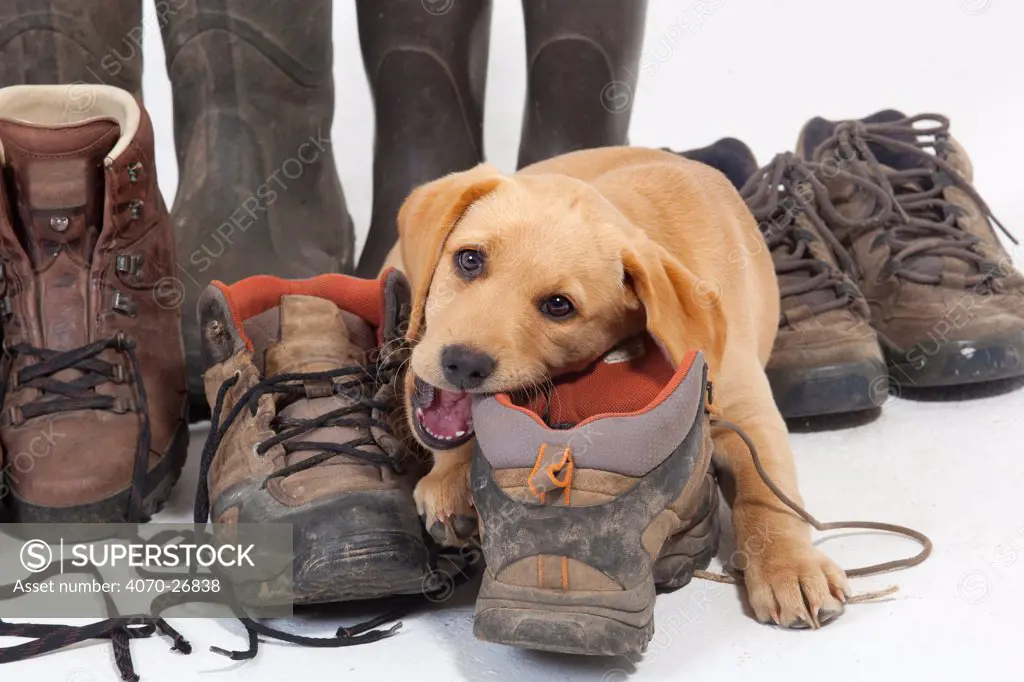 Yellow Labrador retriever puppy chewing hiking boots