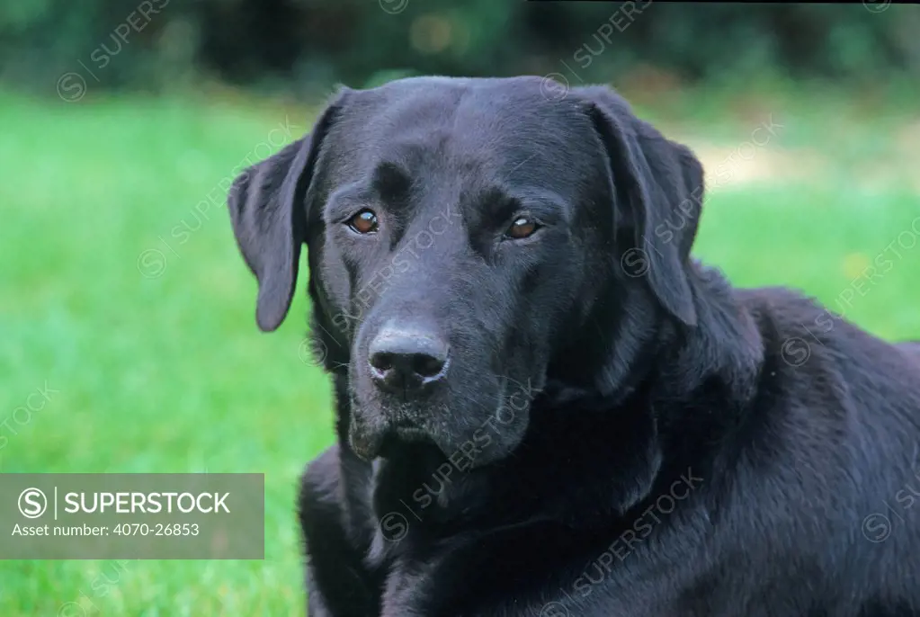 Black labrador portrait, UK