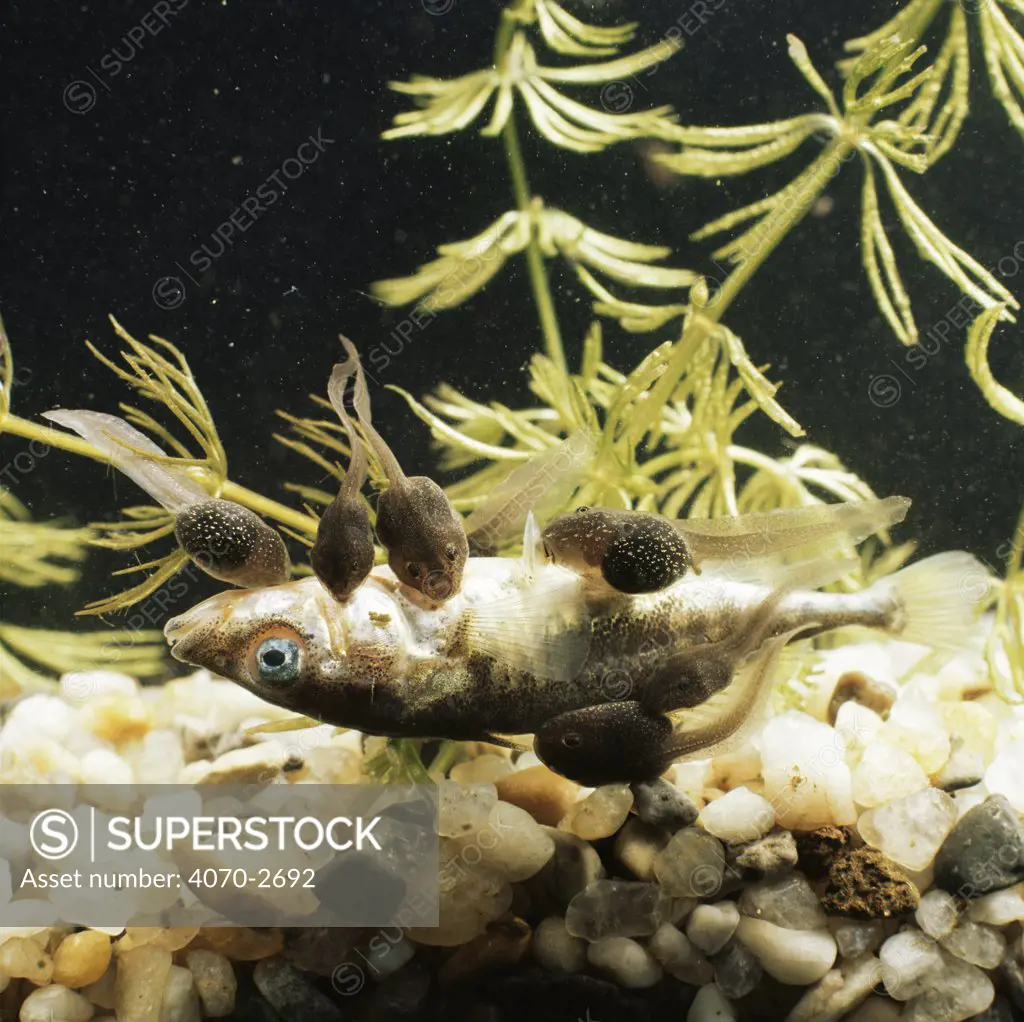 Common Frog (Rana temporaria) 3/5-week-old tadpoles, at carnivorous stage, feeding on dead Three spined stickleback (Gasterosteus aculeatus)