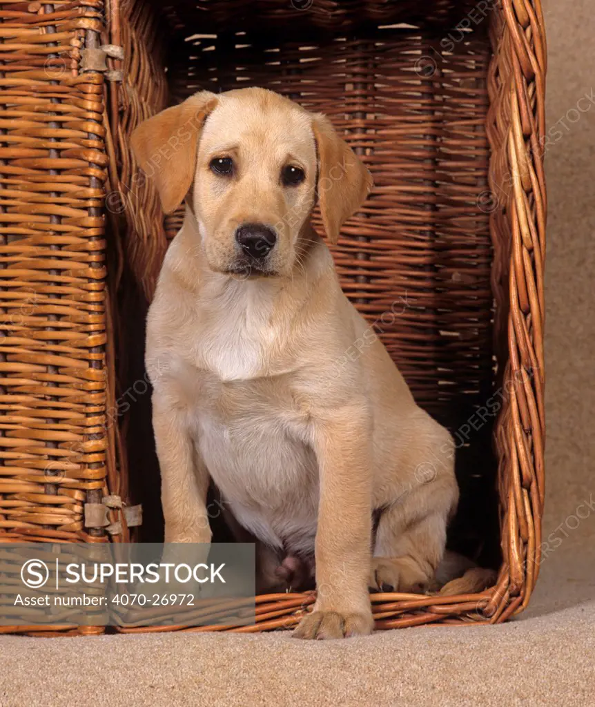 Yellow labrador, puppy in picnic basket